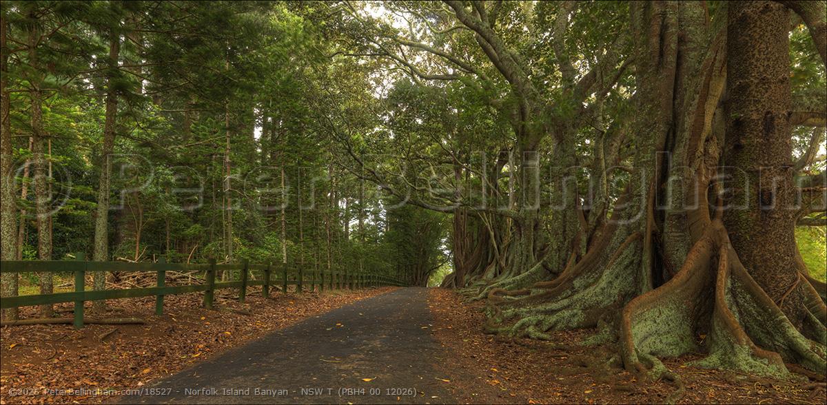 Peter Bellingham Photography Norfolk Island Banyan - NSW T (PBH4 00 12026)